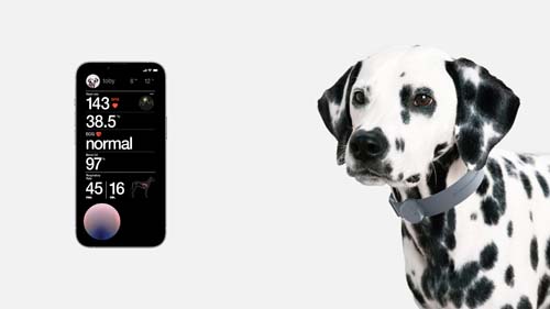 Mishiko smart collar sales